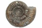Jurassic Fossil Ammonite (Peronoceras) - United Kingdom #219985-1